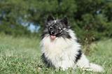 SPITZ ALLEMAND 424
